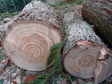 Bois rouge d'où son nom de redwood aux États-Unis. Agrandir dans une nouvelle fenêtre (ou onglet)